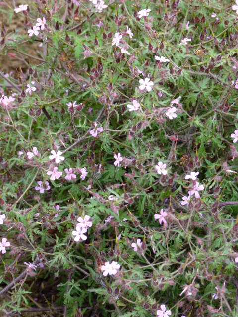 Geranium robertianum